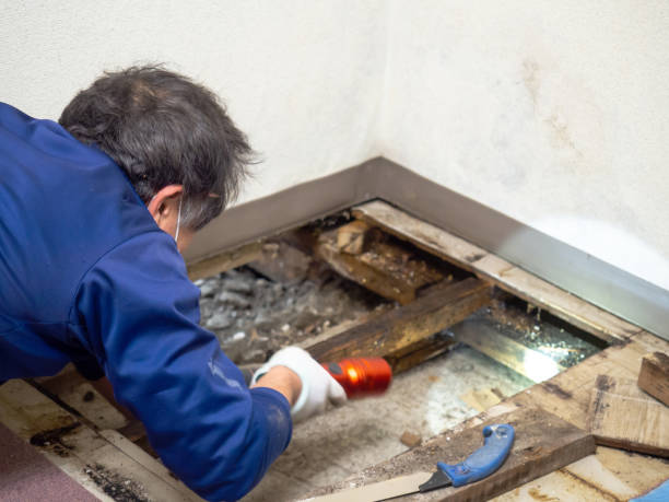 Office Mold Removal Services in Greenfield, TN