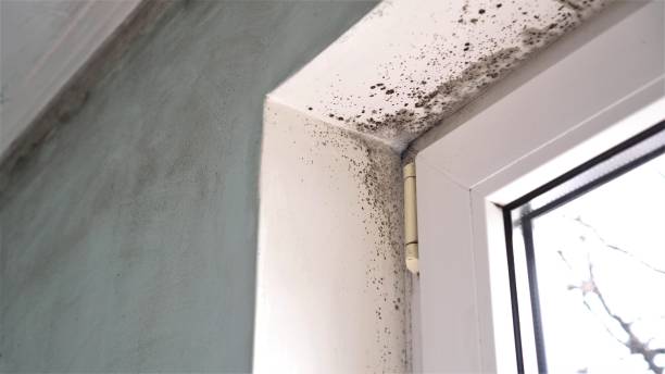 Crawl Space Mold Removal in Greenfield, TN