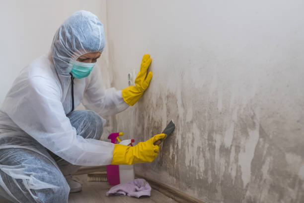 Mold Removal and Inspection in Greenfield, TN