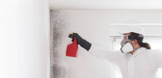 Best Professional Mold Removal  in Greenfield, TN