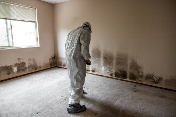 Best Certified Mold Removal  in Greenfield, TN