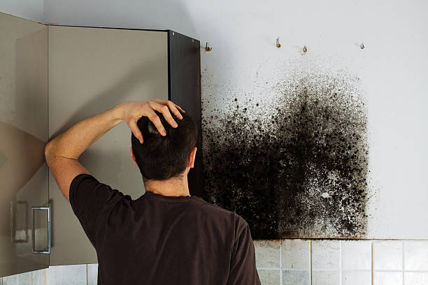 Best Black Mold Removal  in Greenfield, TN