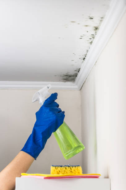 Best Toxic Mold Removal  in Greenfield, TN