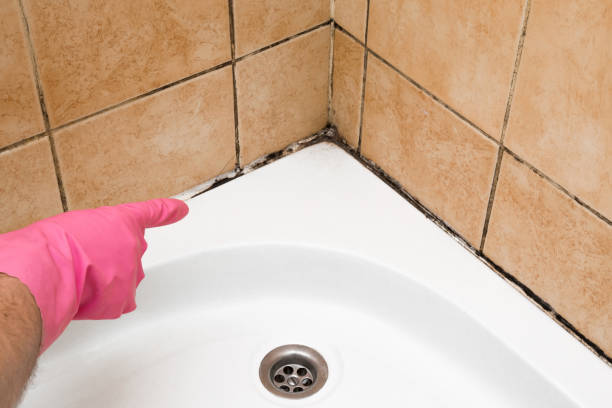 Best Local Mold Removal Service  in Greenfield, TN