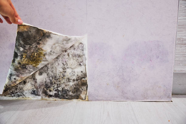 Best Office Mold Removal Services  in Greenfield, TN